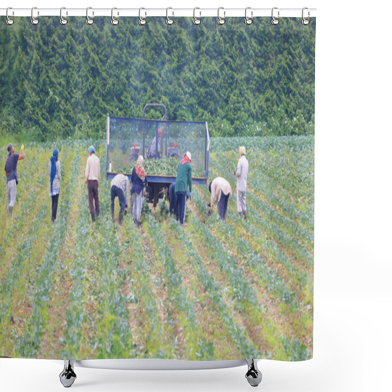 Personality  Migrant Field Workers Pick And Toss Vegetables Into A Cart During The Summer Harvest.  Shower Curtains