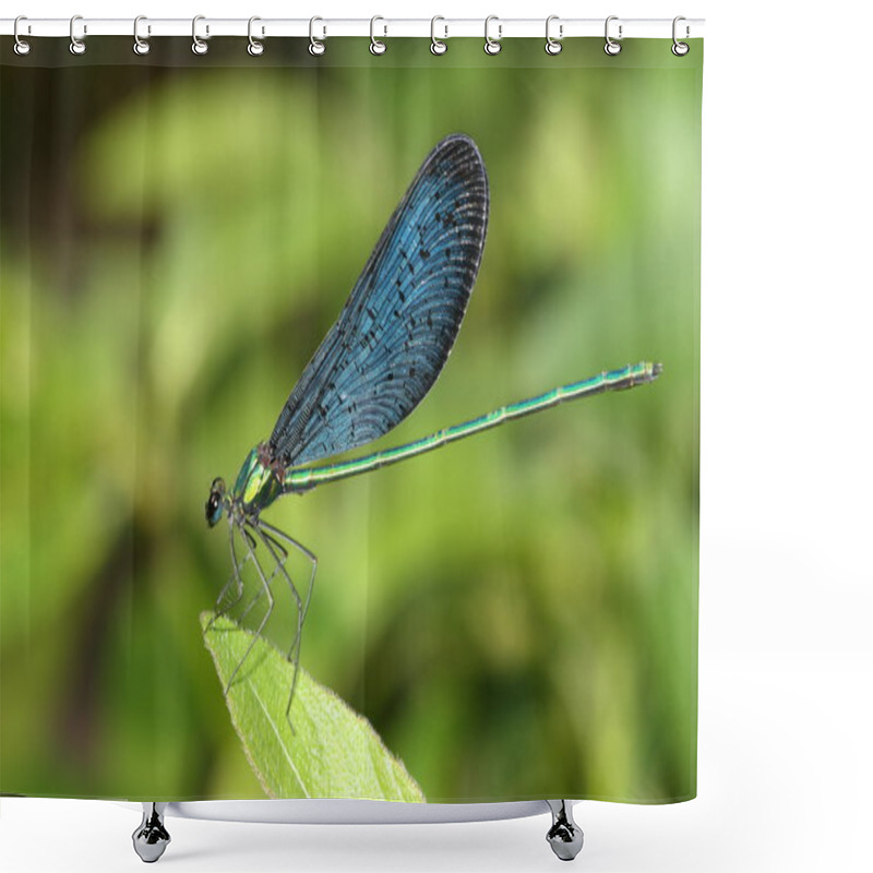 Personality  Beautiful Blue Dragonfly Shower Curtains