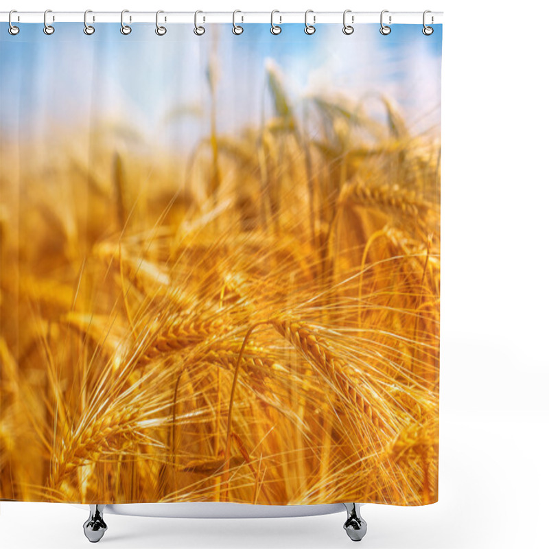 Personality  Golden Barley Field, Selective Focus Shower Curtains