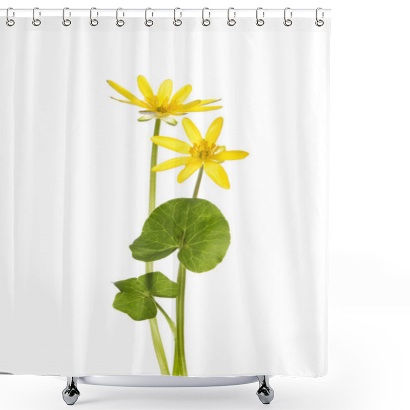 Personality  Yellow Celendine Flowers Shower Curtains