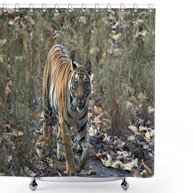 Personality  Approaching Tiger Shower Curtains