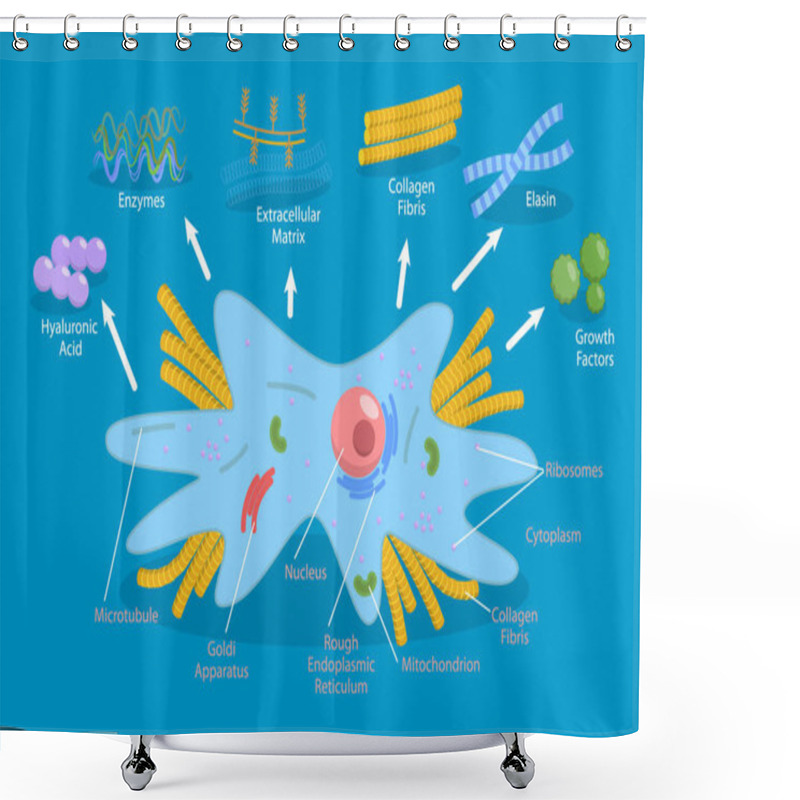 Personality  3D Isometric Flat Vector Conceptual Illustration Of Fibroplast, Connective Tissue Cell Shower Curtains