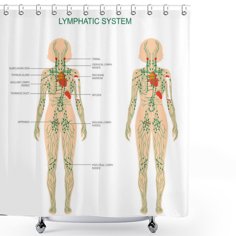 Personality  Human Anatomy, Lymphatic System, Medical Illustration, Lymph Nodes Shower Curtains