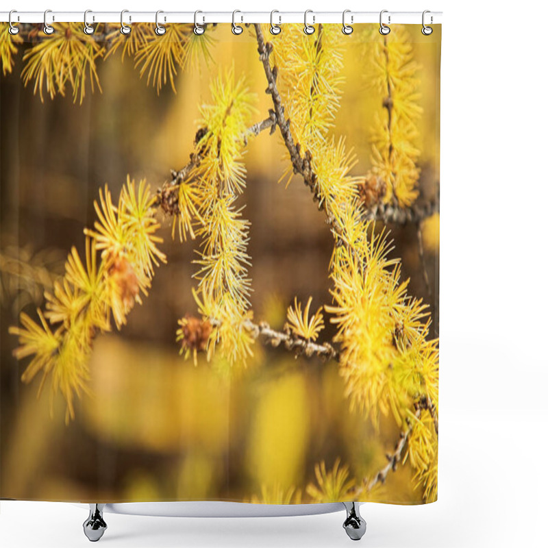 Personality  Yellow Branch Of Larch Tree In Forest On Sunny Autumn Day  Shower Curtains