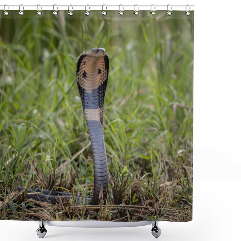 Personality  Monocled Cobra On The Ground Animal Portriat. Shower Curtains