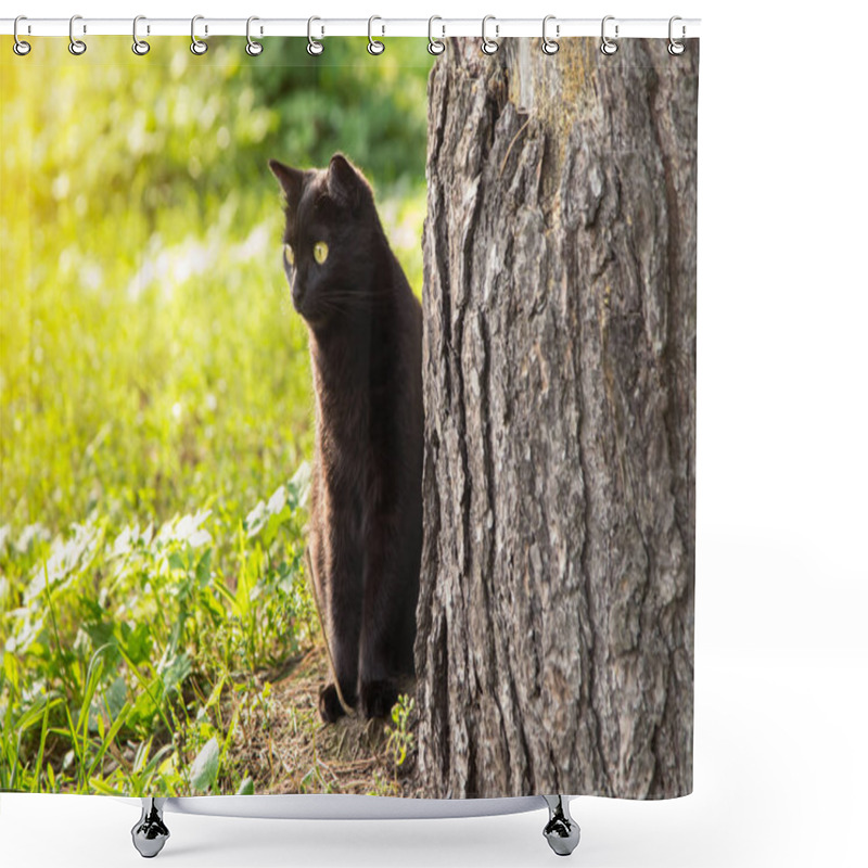 Personality  Bombay Black Cat Outdoors In Green Grass In Nature In Spring Forest Shower Curtains