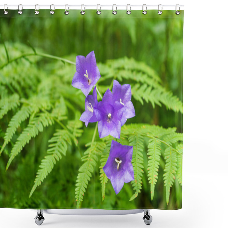 Personality  Wald Peachleaf Bellflower Blau Lila Blumen Auf Dichten Farn Hintergrund. Shower Curtains