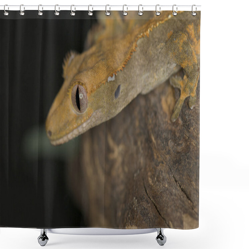 Personality  Crested Gecko - Rhacodactylus Ciliatus Shower Curtains