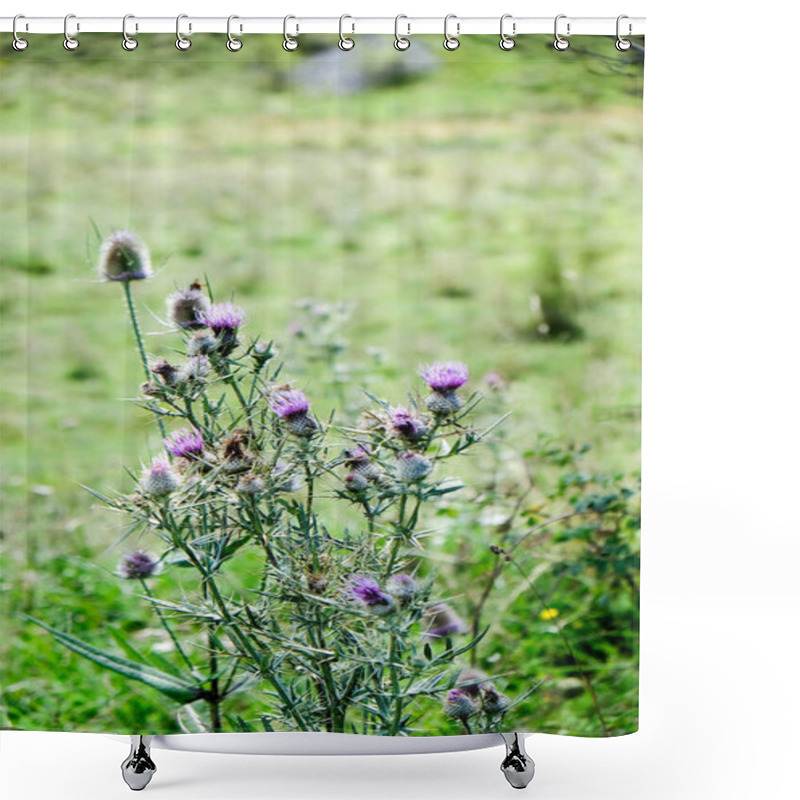 Personality  This Photo Captures A Thistle In Bloom, Showcasing Its Prickly Leaves And Purple Flowers. The Image Highlights The Beauty Of This Often-overlooked Plant, Evoking A Sense Of Wildness And Resilience. Shower Curtains