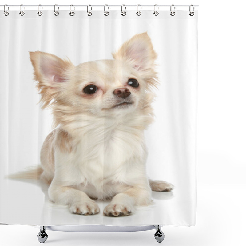 Personality  Long Coat Chihuahua On A White Background Shower Curtains