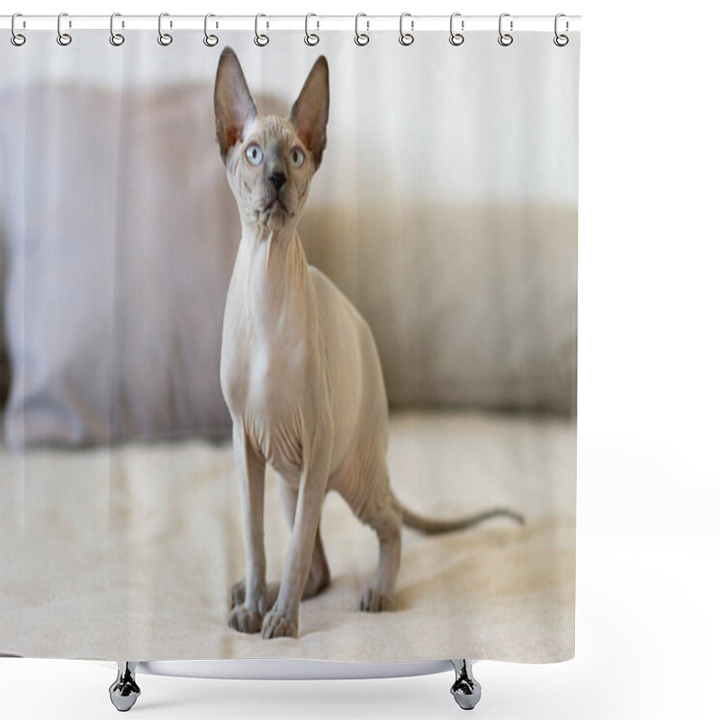 Personality  Sphynx Cat Is In Interesting Position In His House. Shower Curtains