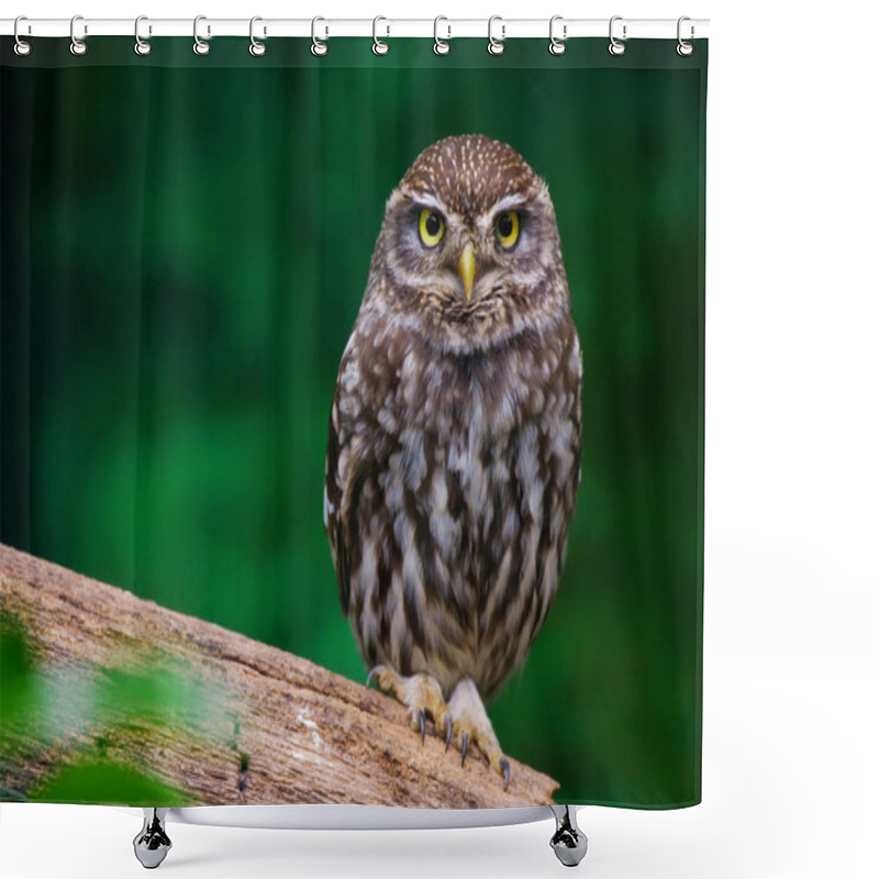 Personality  Burrowing Owl Shower Curtains