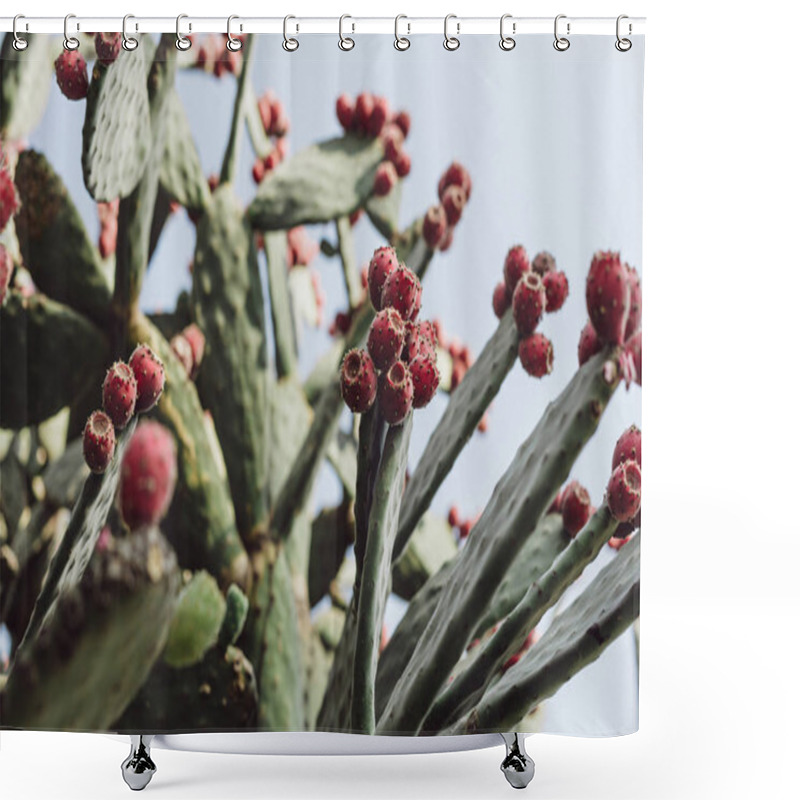 Personality  Selective Focus Of Prickly Pear Cactus Against Blue Sly  Shower Curtains