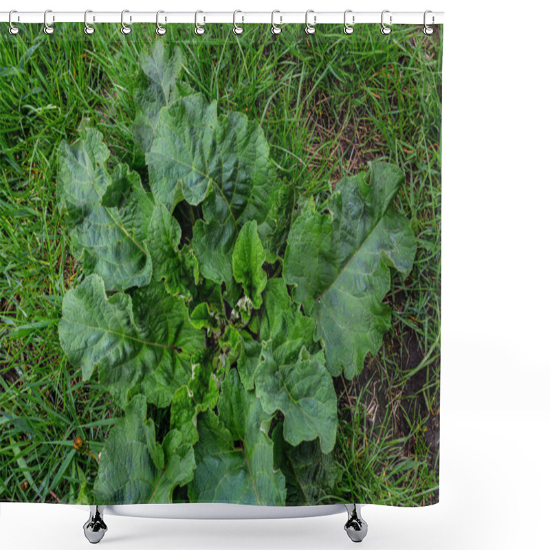 Personality  Arctium Lappa - Young Burdock Leaves In An Early Summer. Shower Curtains