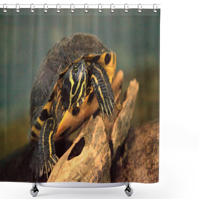 Personality  Yellow Bellied Cooter Trachemys Scripta Scripta Shower Curtains