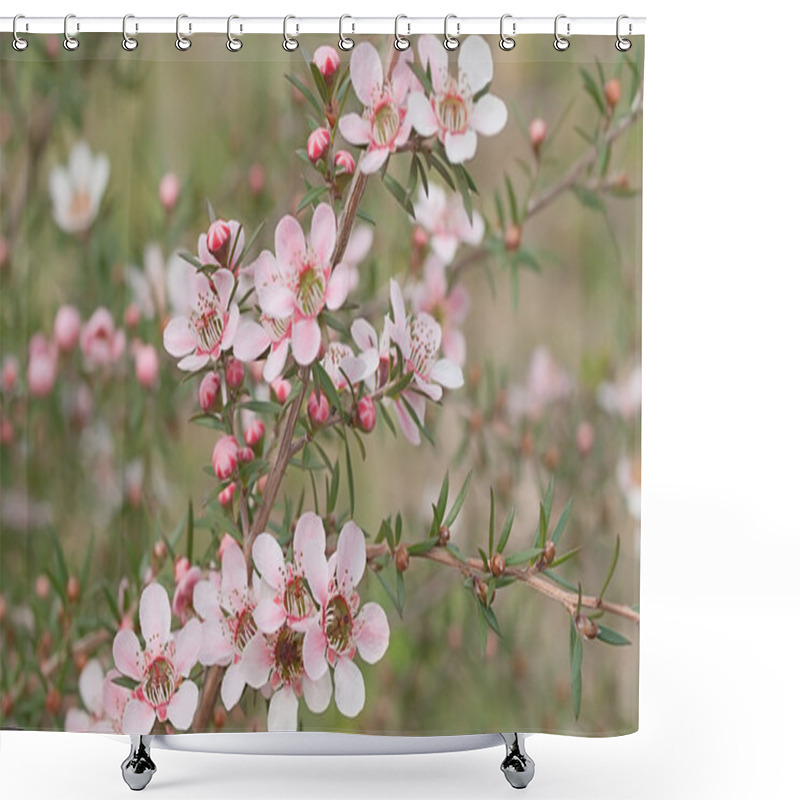 Personality  Beautiful Pink Flowers Of Leptospernum Australian Native Spring Wildflower Shower Curtains