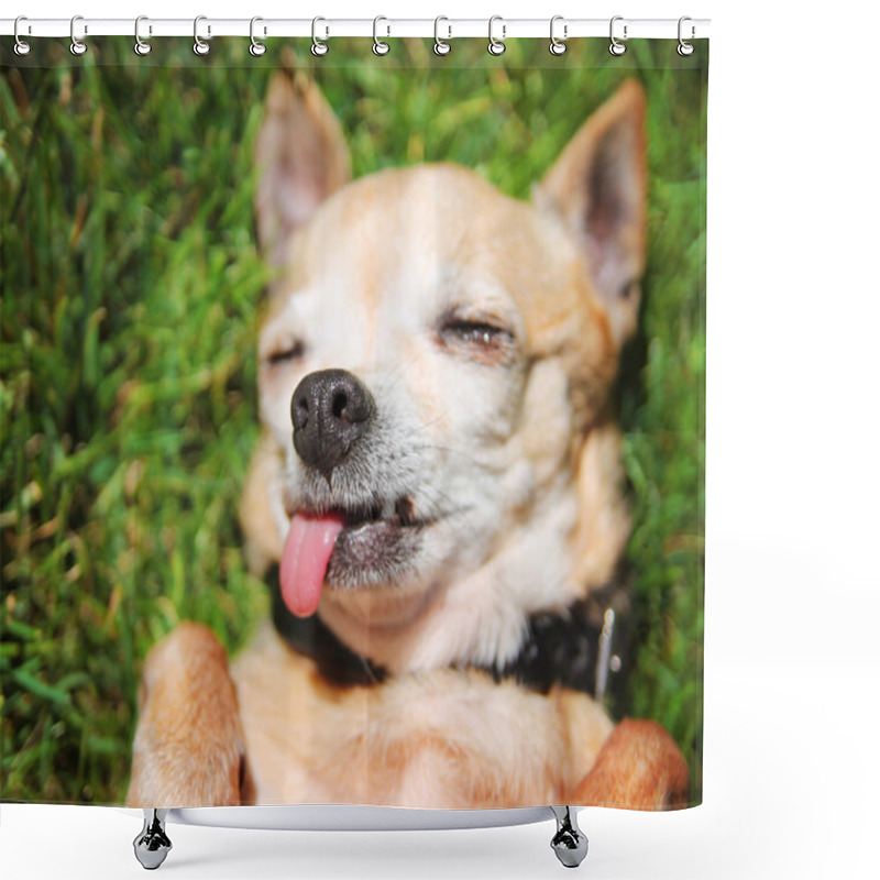 Personality  Chihuahua With Tongue Out Shower Curtains