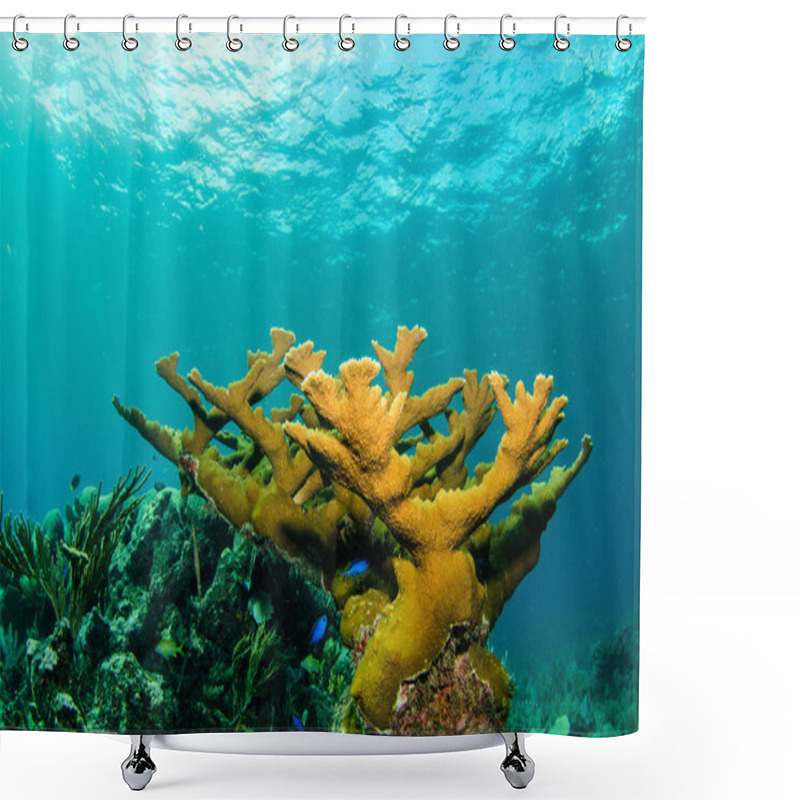 Personality  Caribbean Coral Reefs Shower Curtains