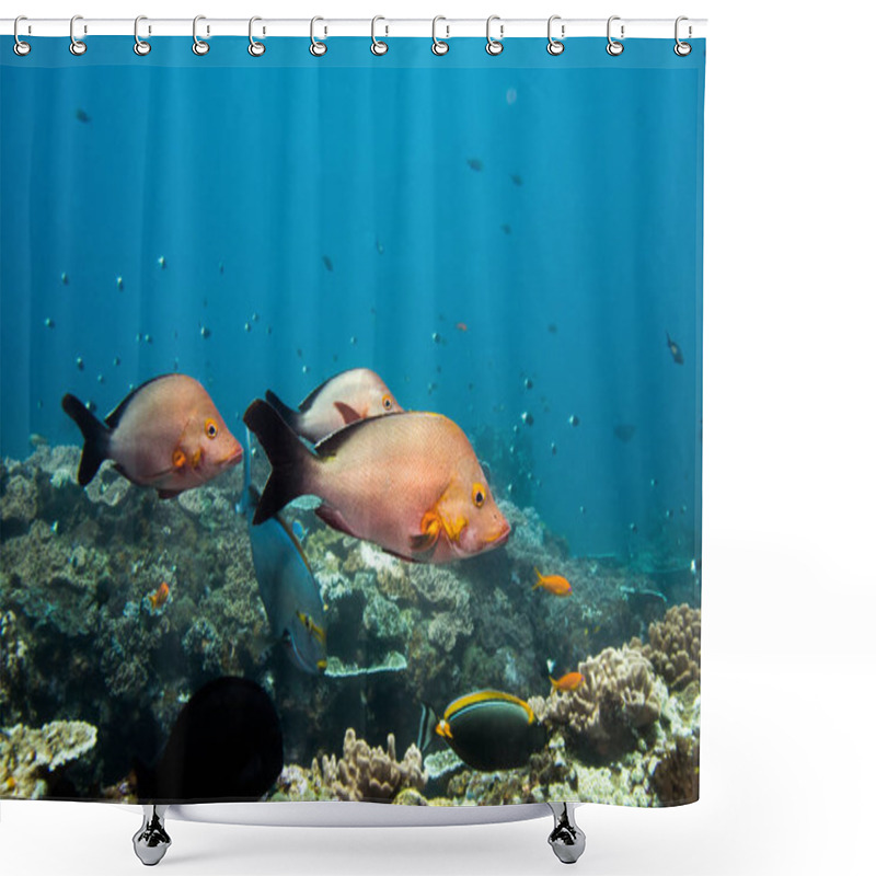 Personality  Three Humpback Snapper Fish Swimming Over The Reef. Shower Curtains