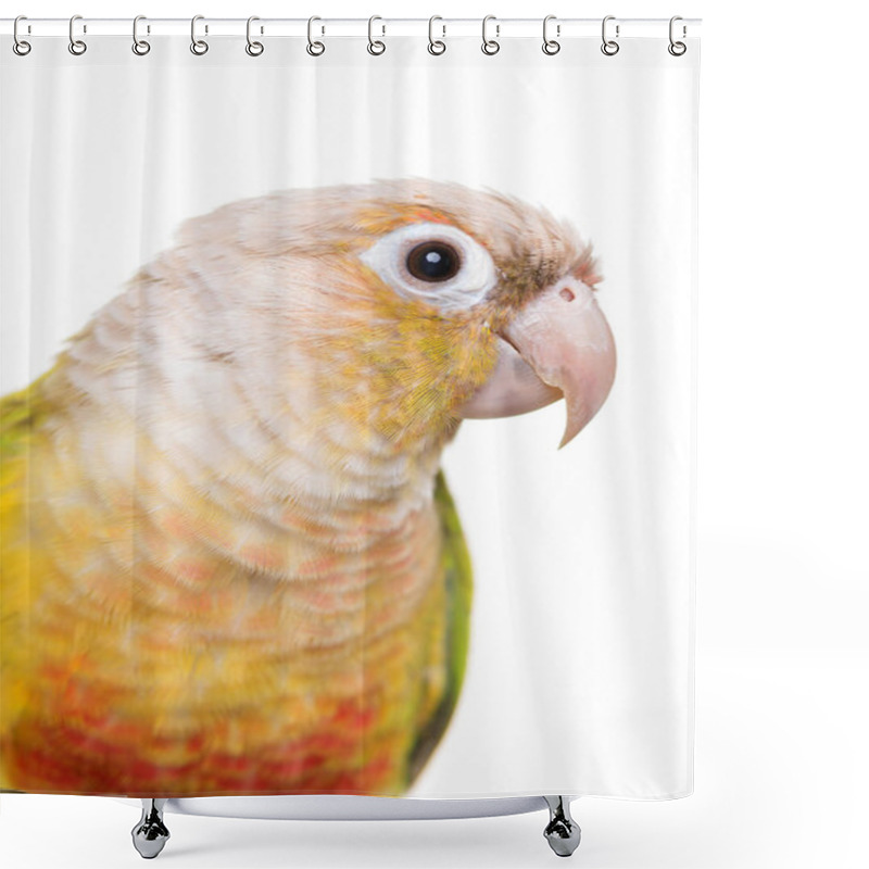 Personality  Green-cheeked Parakeet In Studio Shower Curtains