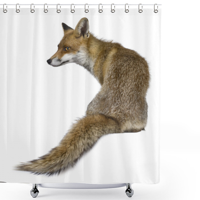 Personality  Front view of Red Fox (1 year old) shower curtains