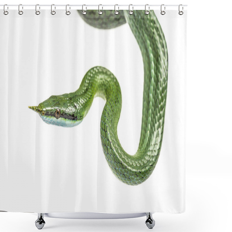 Personality  Rhino Rat Snake, Rhynchophis Boulengeri, Isolated Shower Curtains