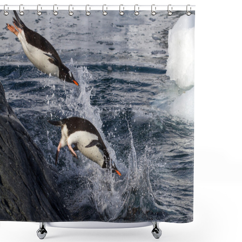 Personality  Gentoo Penguins Jumping Into The Water From The Rock Shower Curtains