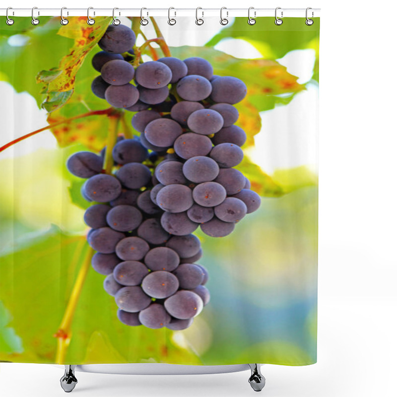 Personality  Bunches Of Wine Grapes Hanging On The Vine Shower Curtains