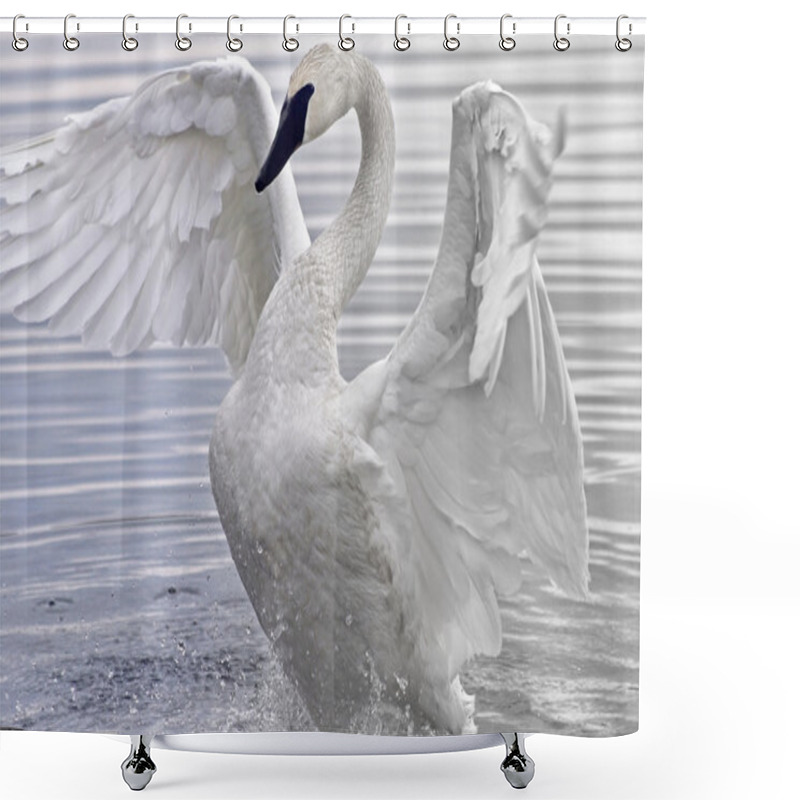 Personality  Trumpeter Swan Shower Curtains