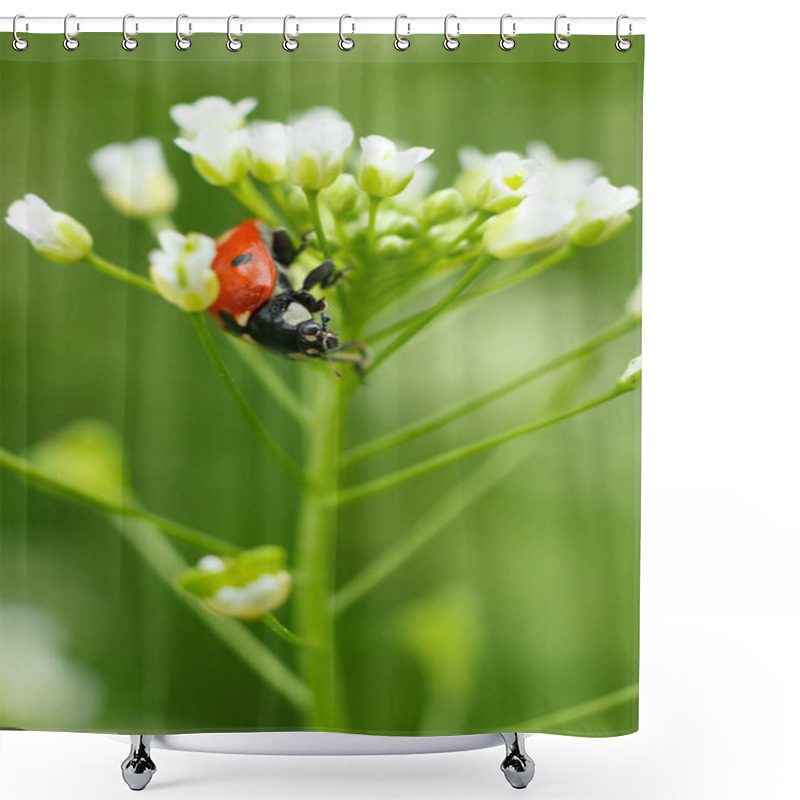 Personality  Vertical Macro Of Ladybug On Blossoming Tiny Flowers Shower Curtains