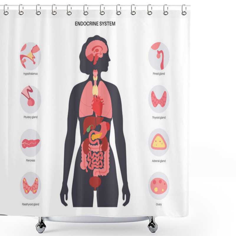 Personality  Human Endocrine System Shower Curtains