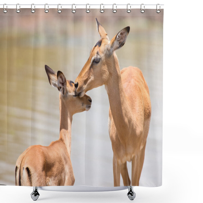 Personality  Impala Doe Caress Her New Born Lamb In Dangerous Environment Shower Curtains