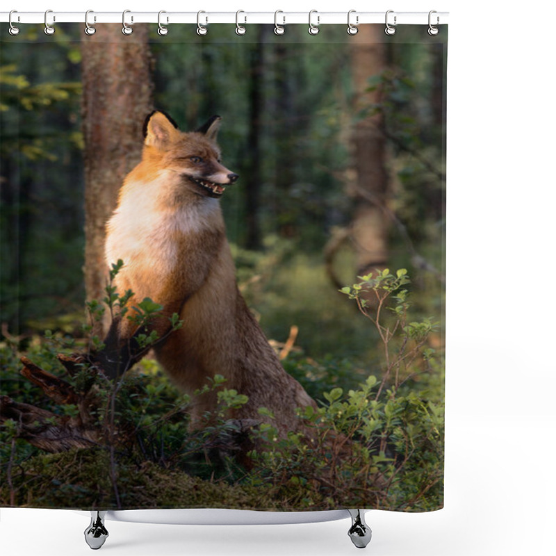 Personality  The Fox. Shower Curtains