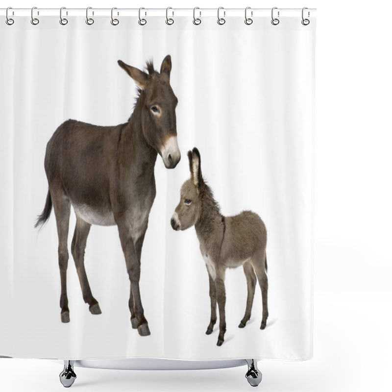 Personality  Donkey, 4 Years Old, And His Foal, 2 Months Old, In Front Of Whi Shower Curtains