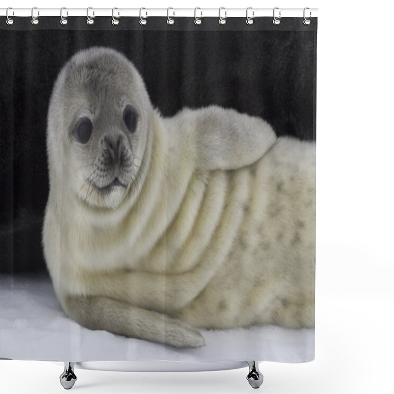 Personality  Recently Born Pup Weddell Seal 1 Shower Curtains