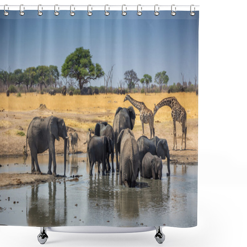 Personality  Zebra, Giraffe And Elephants In Africa Shower Curtains