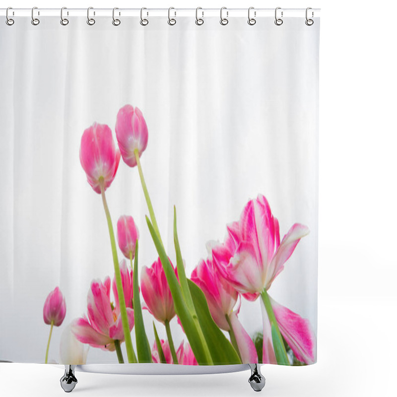 Personality  Pink Tulips In The Garden  Shower Curtains