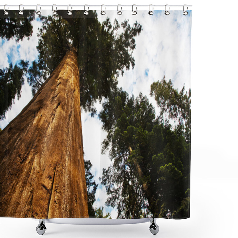 Personality  Sequoia National Park With Old Huge Sequoia Trees Like Redwoods Shower Curtains