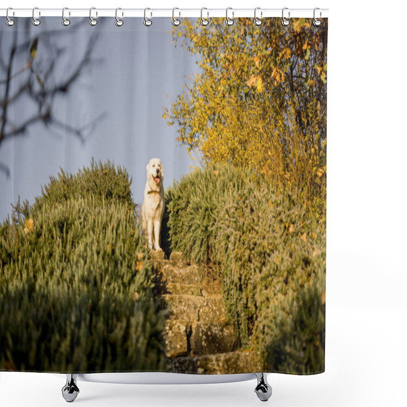 Personality  A Majestic Maremma Dog Standing On Stone Steps Surrounded By Lush Greenery And Golden Autumn Foliage. A Perfect Symbol Of Rural Charm, Loyalty, And Natural Beauty Shower Curtains