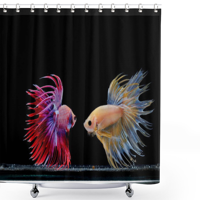 Personality  Siamese Fighting Fish, Betta Splendens,yellew Fish On A Black Background, Halfmoon Betta, Shower Curtains