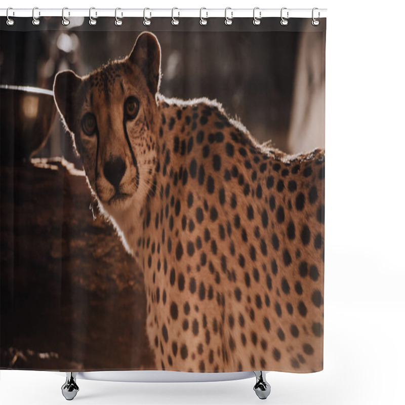 Personality  Close Up View Of Beautiful Cheetah Animal At Zoo Shower Curtains