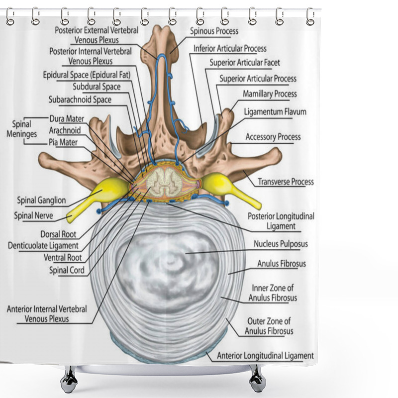 Personality  Nervous System, Structure Of Spinal Cord, Lumbar Spine, Nerve Root, Intercostals Blood Vessels And Second Lumbar Vertebra, Structure Of An Intervertebral Disk, Anulus Fibrosus, Vertebra, Trunk Wall, Anatomy Of Human Skeletal And Nervous System Shower Curtains