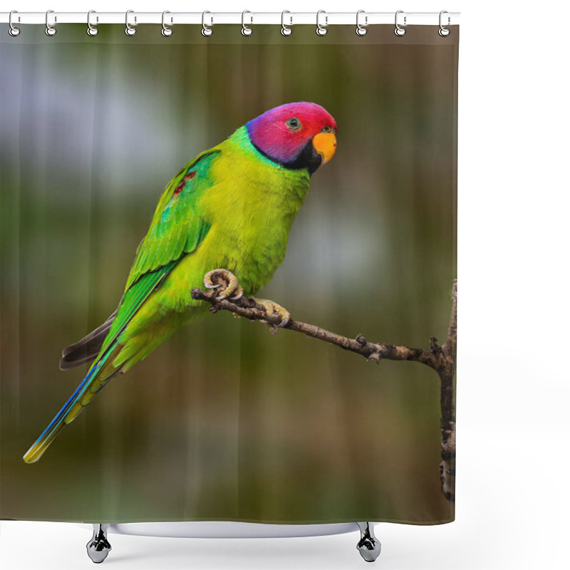 Personality  Closeup View Of Small Parrot  Shower Curtains