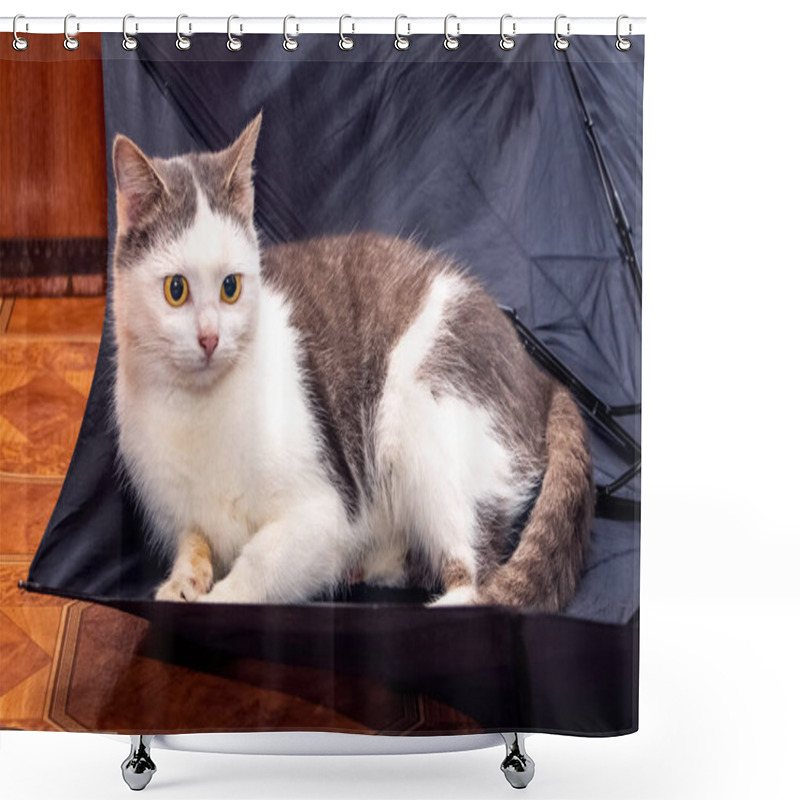 Personality  A Beautiful White Spotted Cat Is Sitting In An Umbrella Shower Curtains