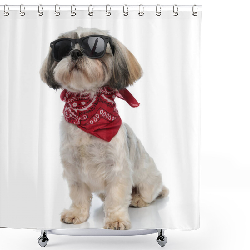 Personality  Brave Shih Tzu Puppy Wearing Sunglasses And Bandana, Looking Forward While Sitting On White Studio Background Shower Curtains