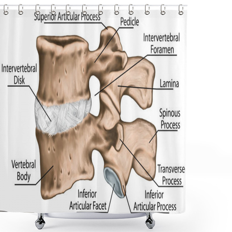 Personality  Third And Fourth Lumbar Vertebrae, Lumbar Vertebra,  Lumbar Spine, Vertebral Bone, Intervertebral Disk, Vertebral Body, Spinous Process, Transverse Process, Lateral View Shower Curtains