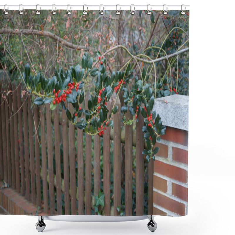 Personality  Ilex Cornuta With Red Fruits Grows In November. Ilex Cornuta, Chinese Holly Or Horned Holly, Is A Slow-growing, Densely Foliaged Evergreen Shrub In The Aquifoliaceae Plant Family. Berlin, Germany  Shower Curtains