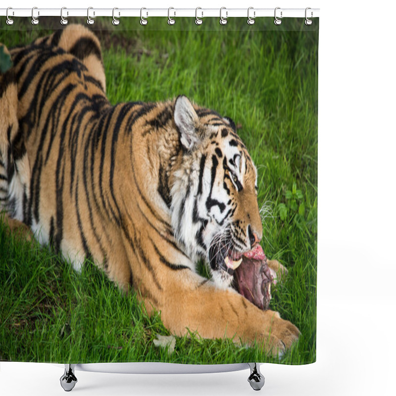 Personality  Siberian Tiger Eating Shower Curtains