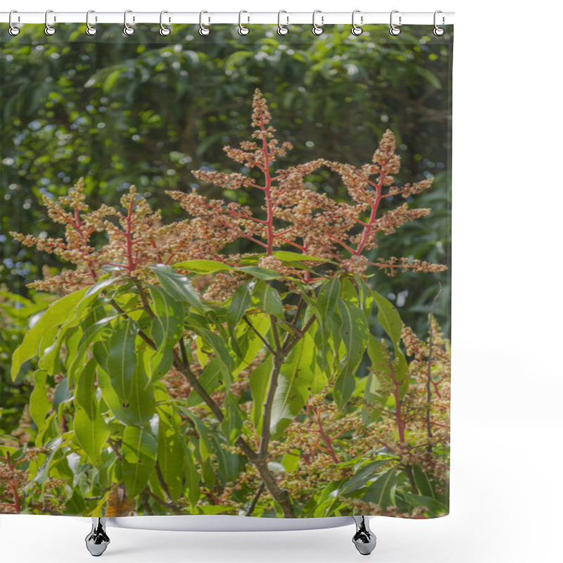 Personality  Branches Of Mango Tree With Small Inconspicuous Blossoms Pointing Upward In A Background Of Greenery. Shower Curtains