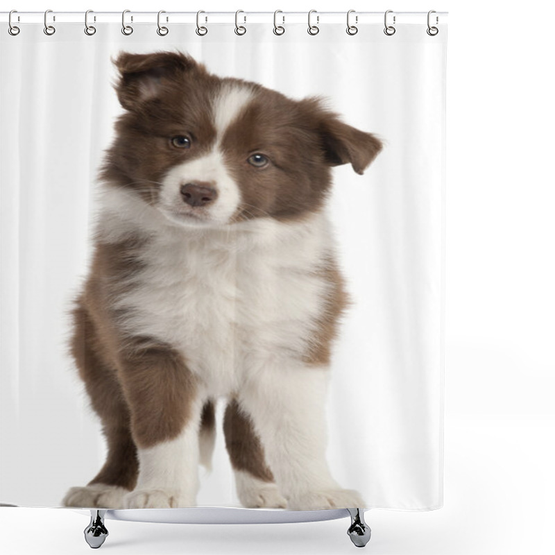 Personality  Border Collie Puppy, 8 Weeks Old, Sitting In Front Of White Background Shower Curtains